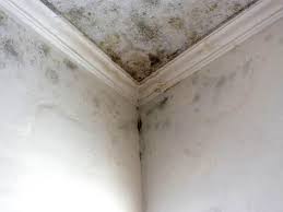 Best Water Damage & Mold Remediation  in Oakville, MO