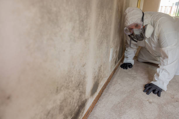  Oakville, MO Mold Inspection Pros