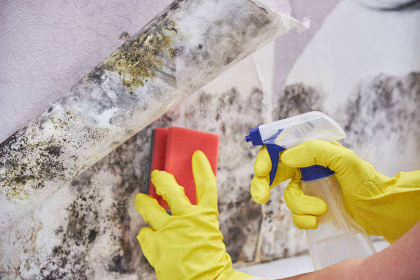 Best Comprehensive Air Testing for Mold Contaminants  in Oakville, MO